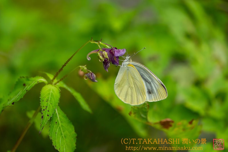 ../Images/7R250809 (328).jpg